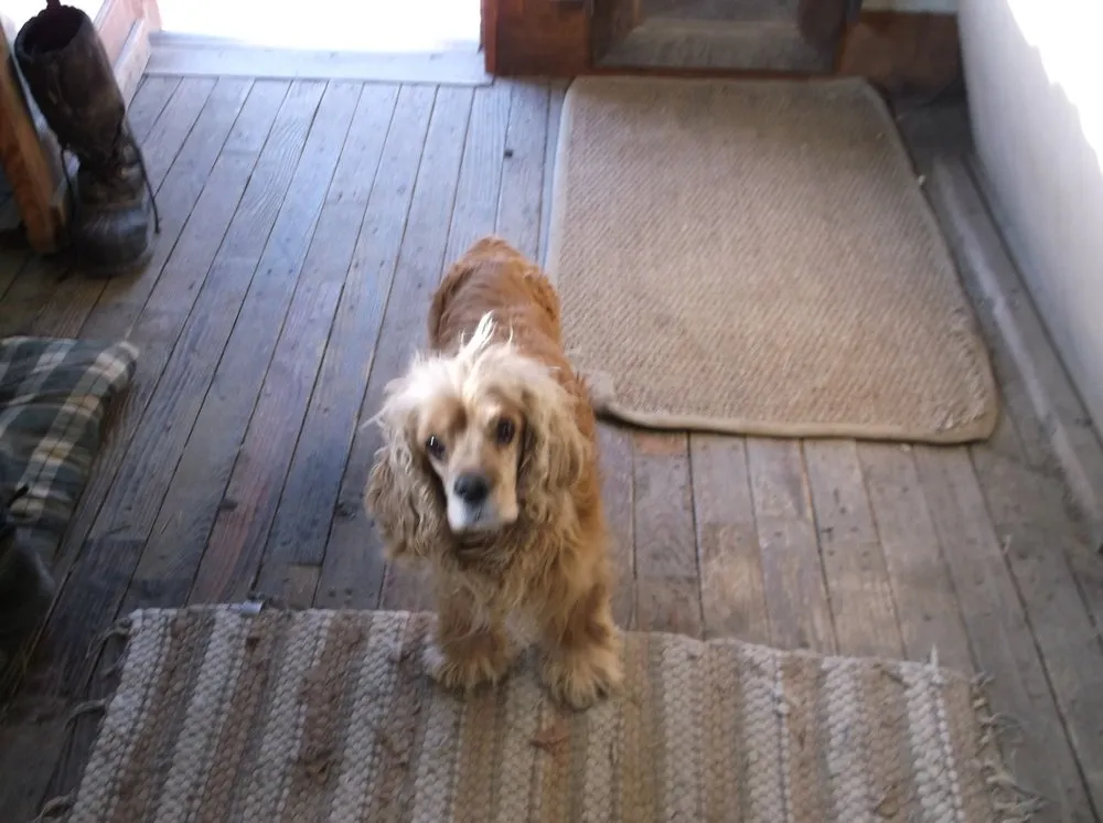 Expert lawn mowing service experts serving Evergreen, CO - Sanford & Sons Hauling & Tree Service