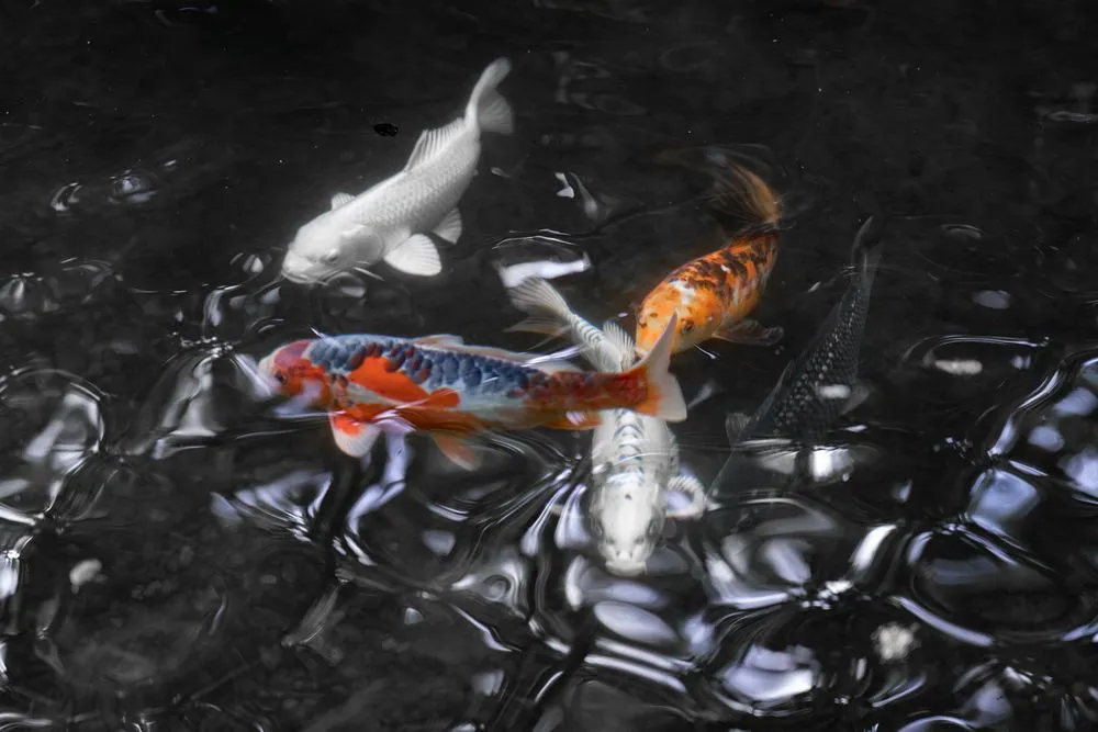 Top-rated lawn mowing service near you in Santa Barbara, CA by Santa Barbara Ponds