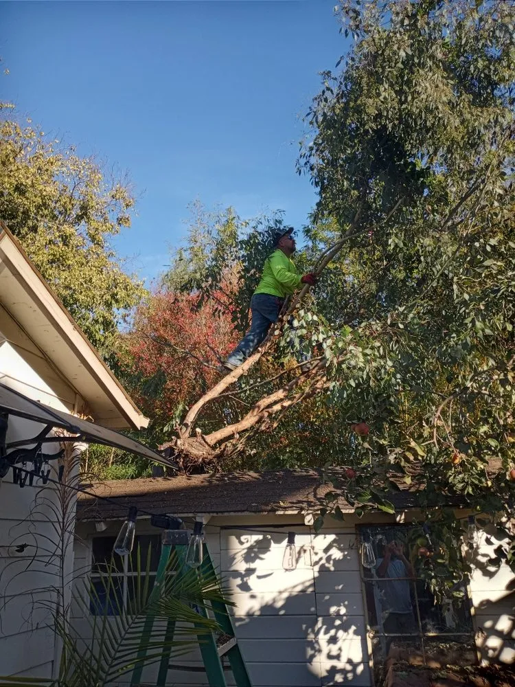 Top-rated landscaping services experts serving Watsonville, CA - Santa Cruz Bay Yard Clean Ups And Tree Service