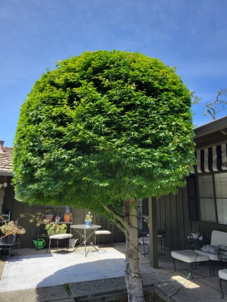 Local residential landscaping experts serving Watsonville, CA - Santa Cruz Bay Yard Clean Ups And Tree Service