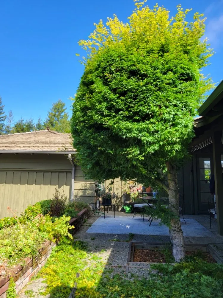 Affordable outdoor landscaping in Watsonville, CA - Santa Cruz Bay Yard Clean Ups And Tree Service