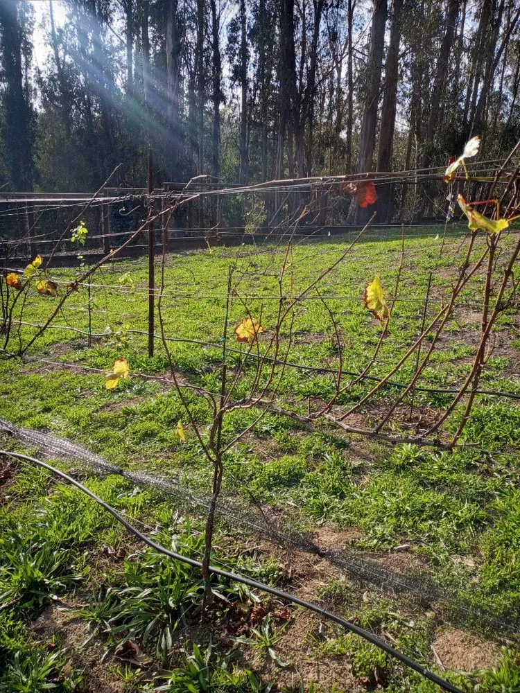 Trusted lawn care service experts serving Watsonville, CA - Santa Cruz Bay Yard Clean Ups And Tree Service