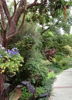 Professional lawn care service in Aptos, CA by Santa Cruz Irrigation & Gardens