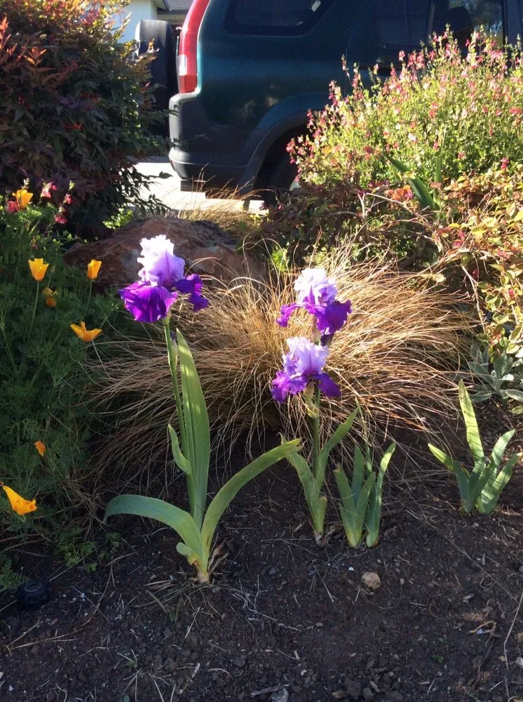 Custom garden landscaping in Aptos, CA - Santa Cruz Irrigation & Gardens
