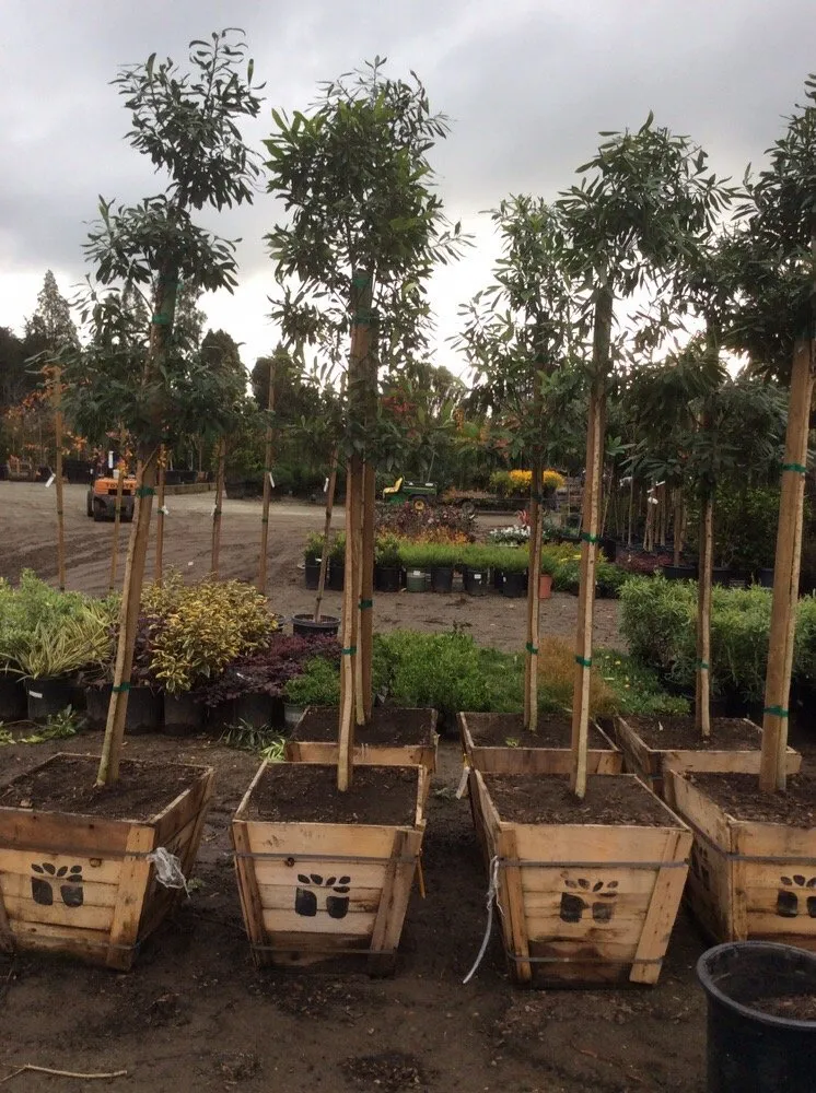 Trusted landscape design in Aptos, CA by Santa Cruz Irrigation & Gardens