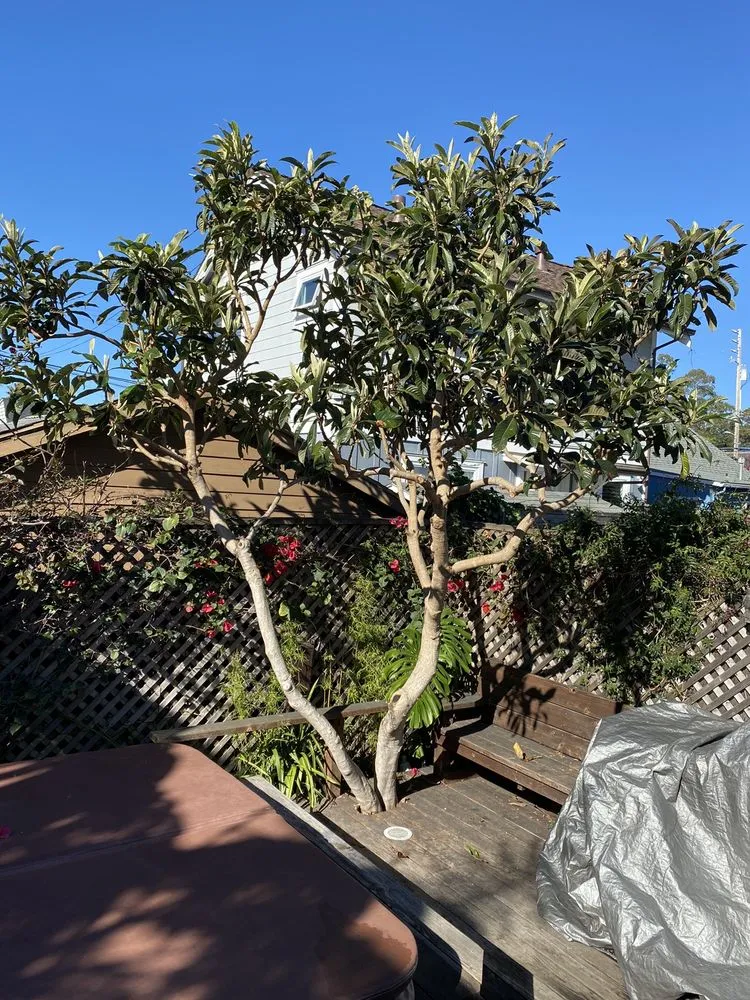 Trusted landscape installation with custom design across Aptos, CA - Santa Cruz Irrigation & Gardens