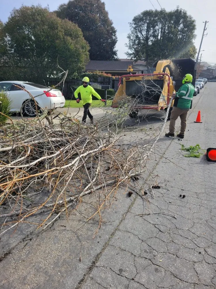 Affordable landscape design near you in Freedom, CA by Santa Cruz Yard