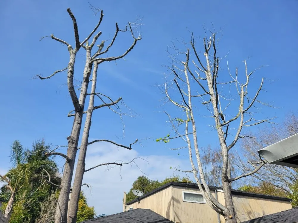 Custom landscaping services in Freedom, CA by Santa Cruz Yard