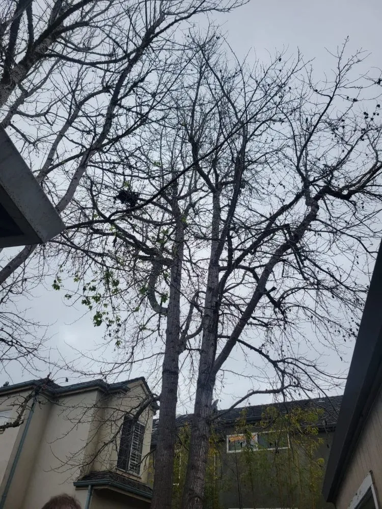 Trusted garden landscaping for beautiful yards across Freedom, CA - Santa Cruz Yard