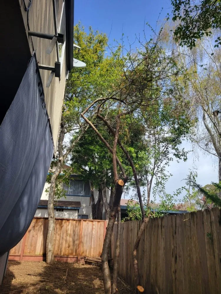 Trusted residential landscaping in Freedom, CA - Santa Cruz Yard