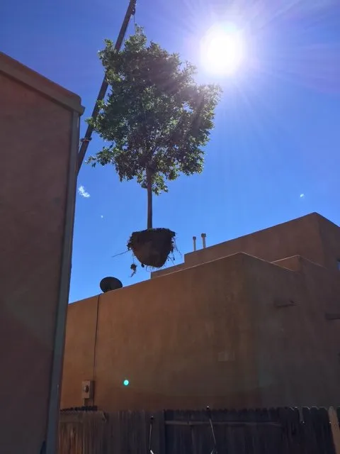 Professional garden landscaping in Santa Fe, NM by Santa Fe Tree Farm