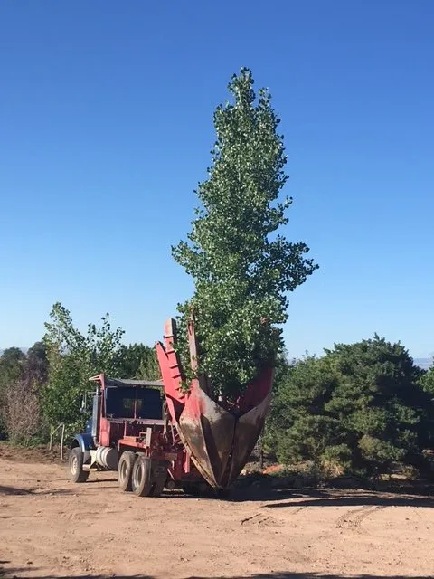 Expert yard maintenance experts serving Santa Fe, NM - Santa Fe Tree Farm