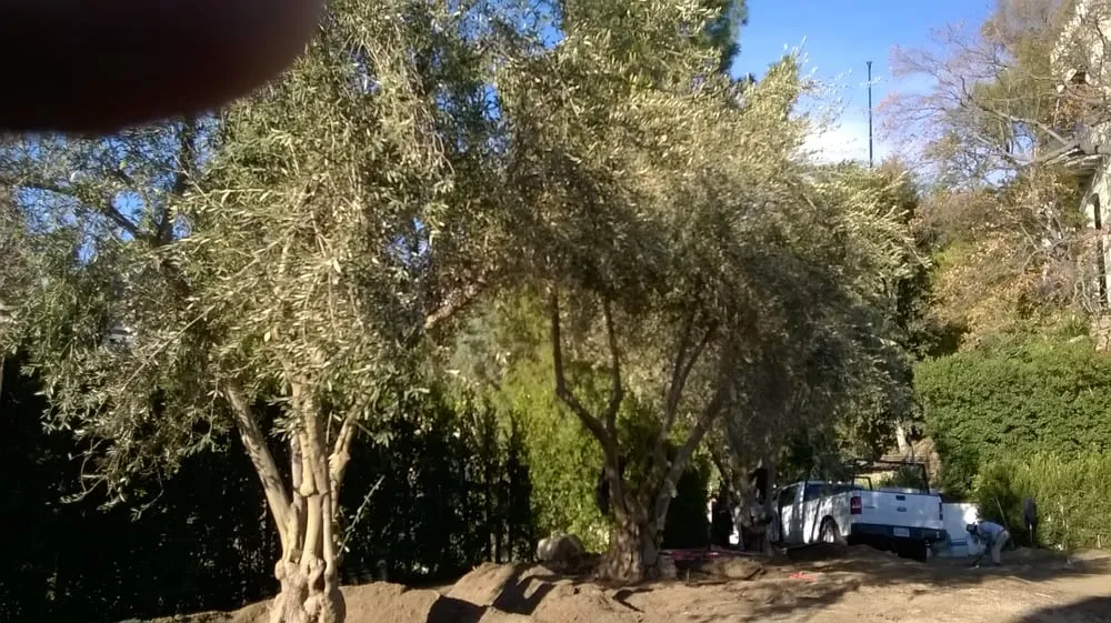 Custom yard cleanup service for outdoor upgrades in Culver City, CA by Santa Monica Landscape