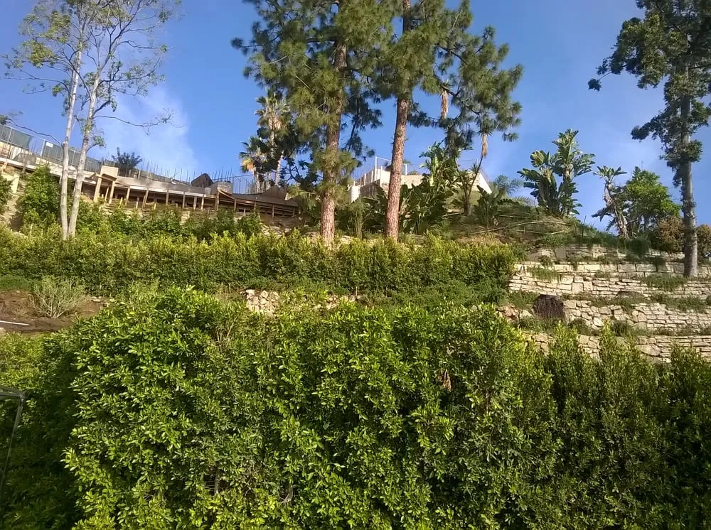 Local yard maintenance in Culver City, CA by Santa Monica Landscape