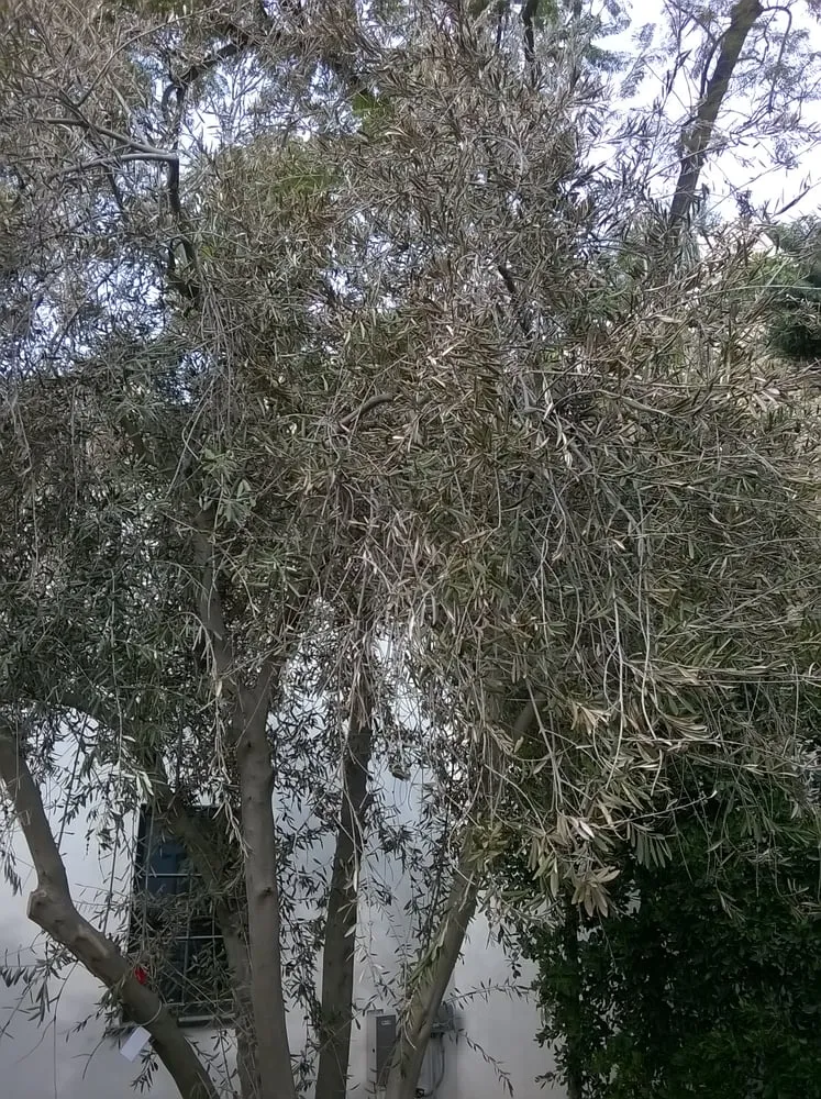 Expert landscaping services in Culver City, CA - Santa Monica Landscape