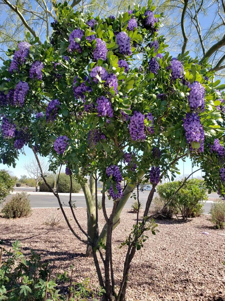 Local yard maintenance experts serving Tucson, AZ - Santa Rita Landscaping