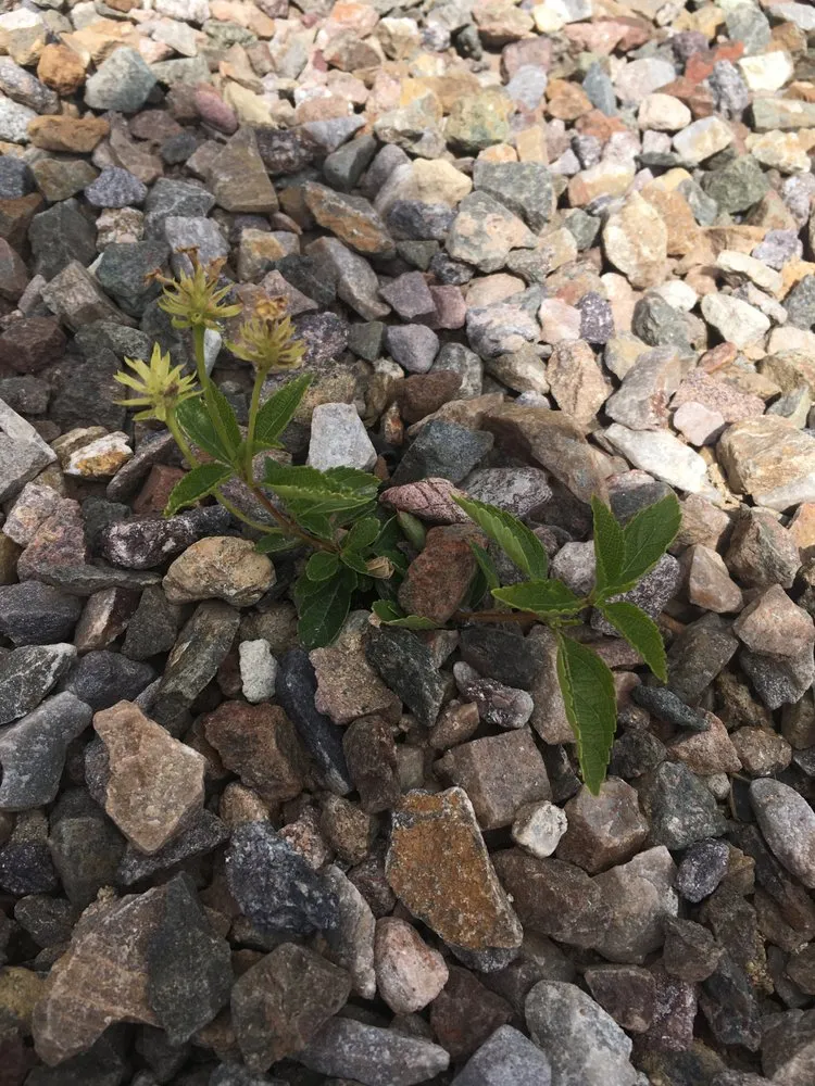 Top-rated landscape design experts serving Tucson, AZ - Santa Rita Landscaping