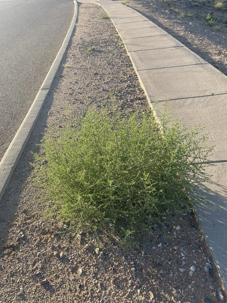 Custom landscape design for year-round maintenance in Tucson, AZ by Santa Rita Landscaping