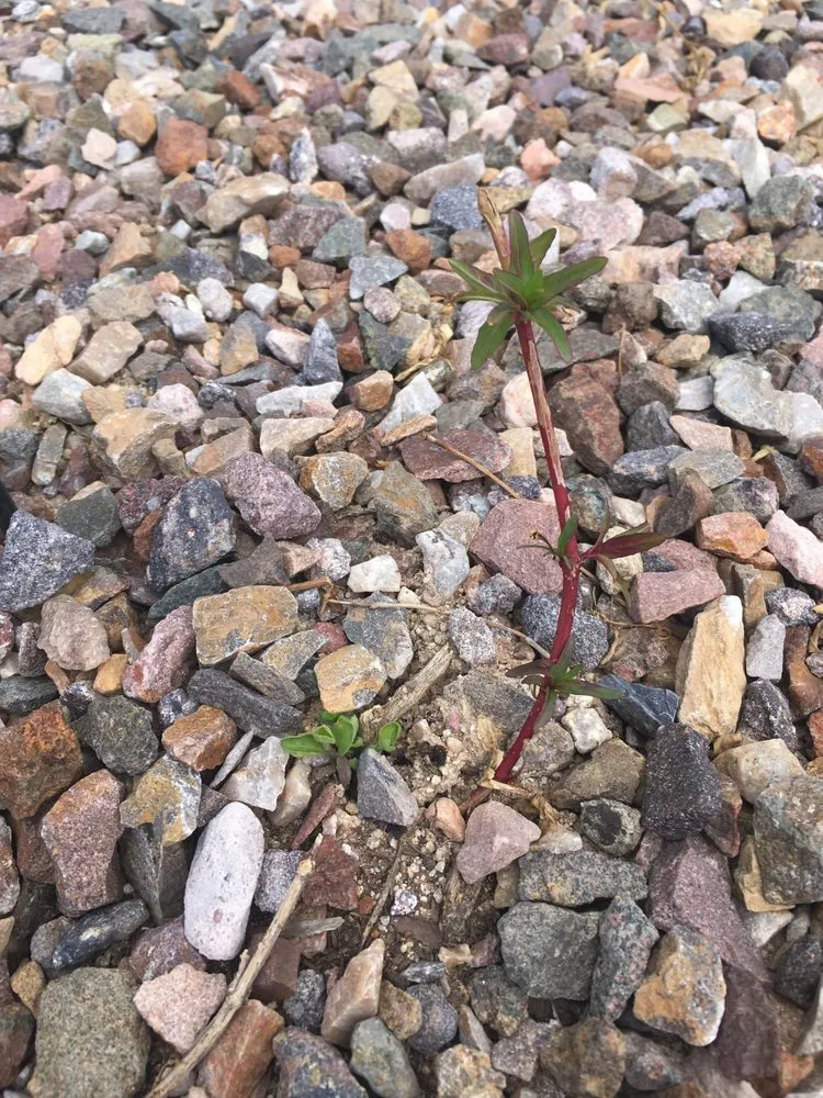 Trusted outdoor landscaping near you in Tucson, AZ by Santa Rita Landscaping