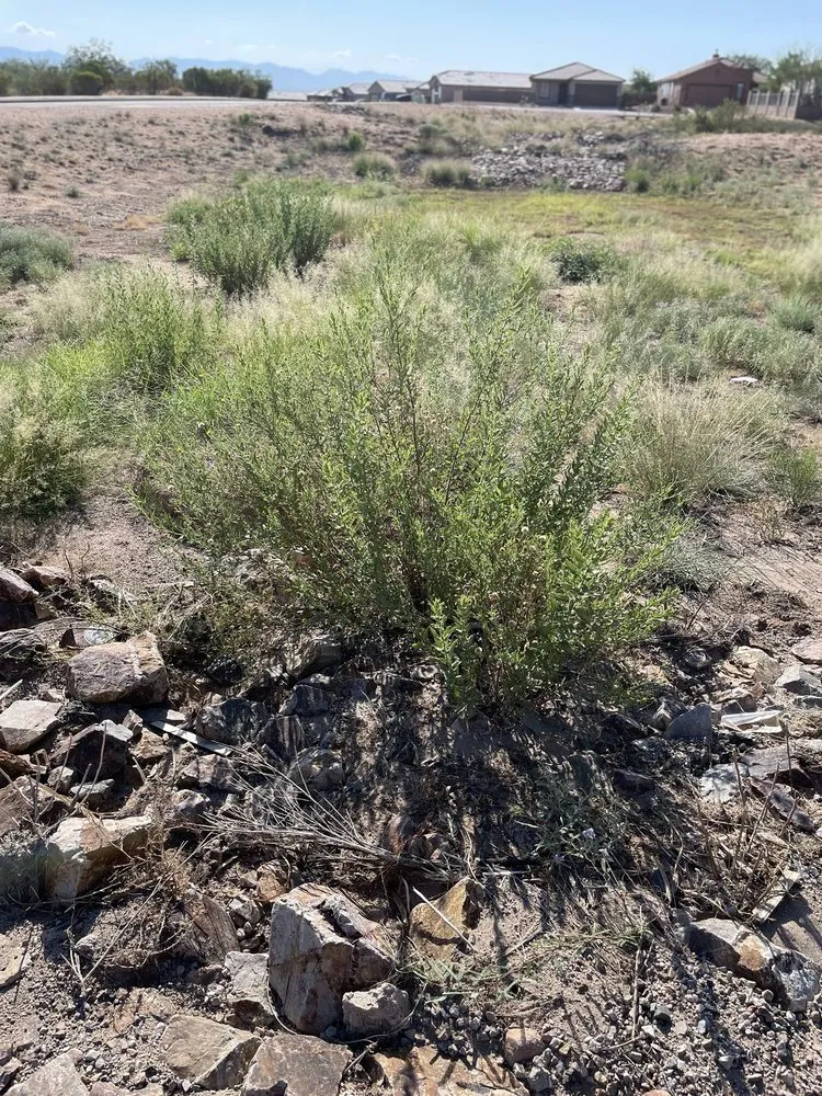 Top-rated yard cleanup service experts serving Tucson, AZ - Santa Rita Landscaping