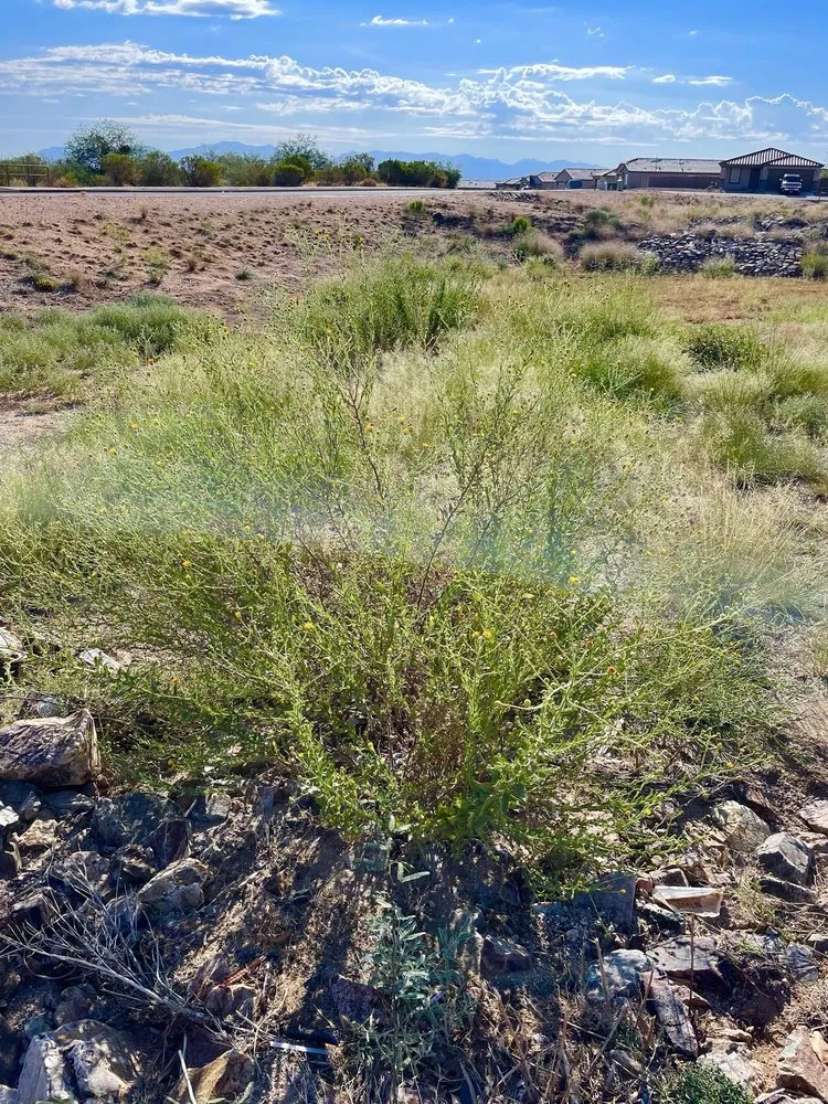 Affordable garden landscaping near you across Tucson, AZ - Santa Rita Landscaping