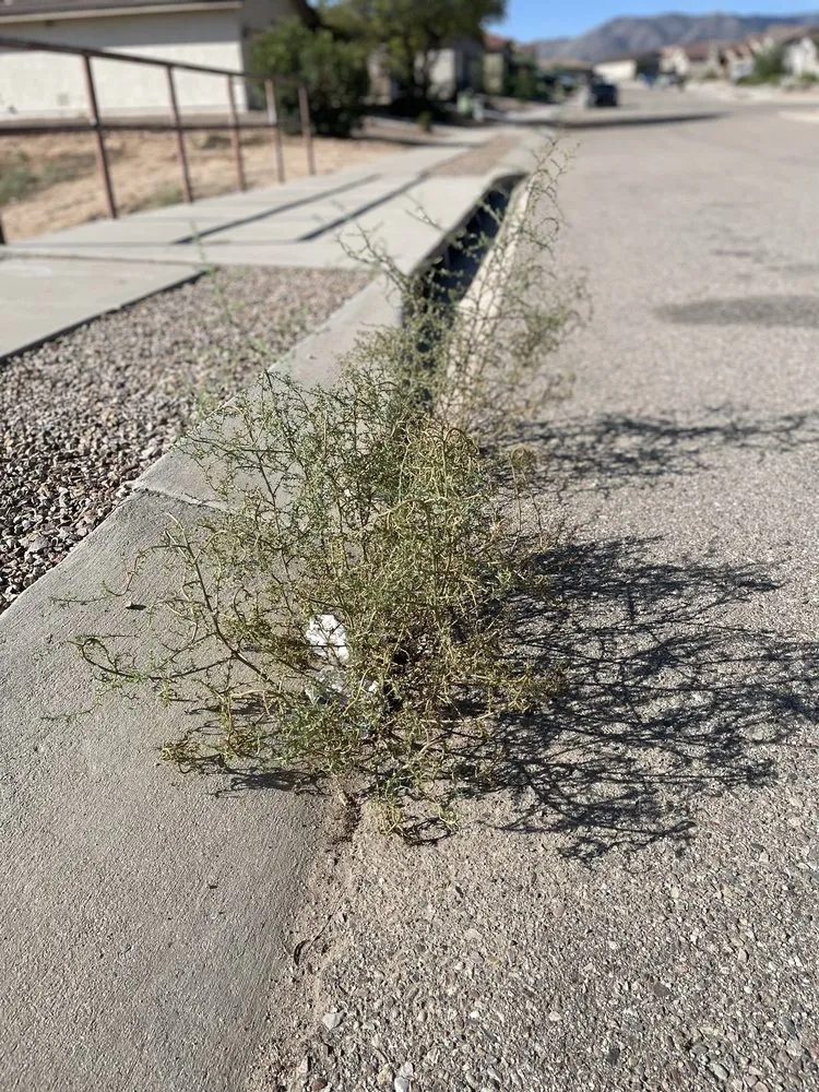 Affordable residential landscaping for outdoor upgrades across Tucson, AZ - Santa Rita Landscaping