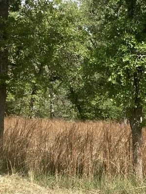 Santacruz Mowing and Schredding Logo