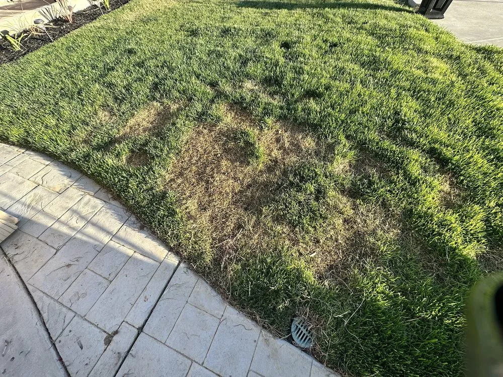 Professional yard maintenance in Long Beach, CA - Santana's Landscaping