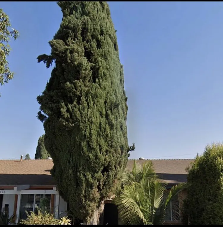 Custom lawn care service for homes in Long Beach, CA by Santana's Landscaping