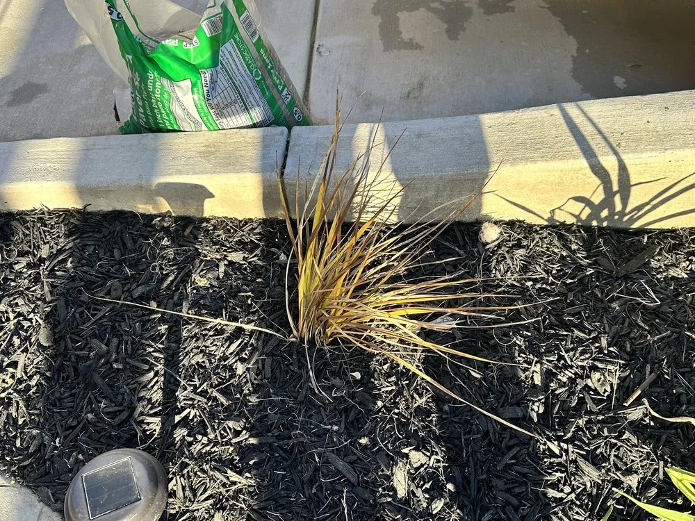 Professional landscaping services for residential properties across Long Beach, CA - Santana's Landscaping