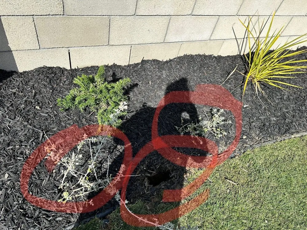 Local lawn care service in Long Beach, CA by Santana's Landscaping