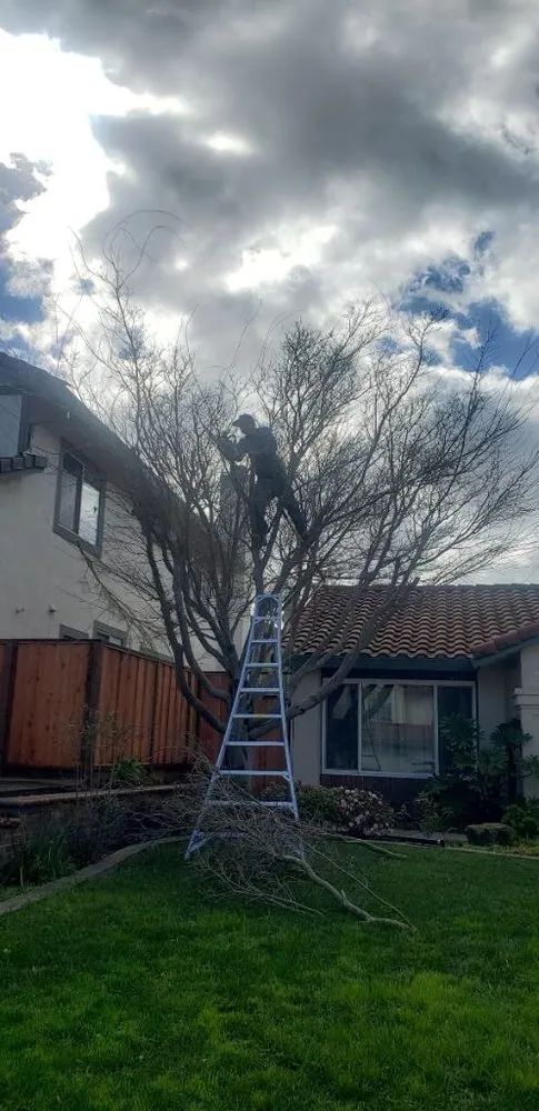 Expert outdoor landscaping in Oakland, CA by Santa's Cleaning & Landscaping Services