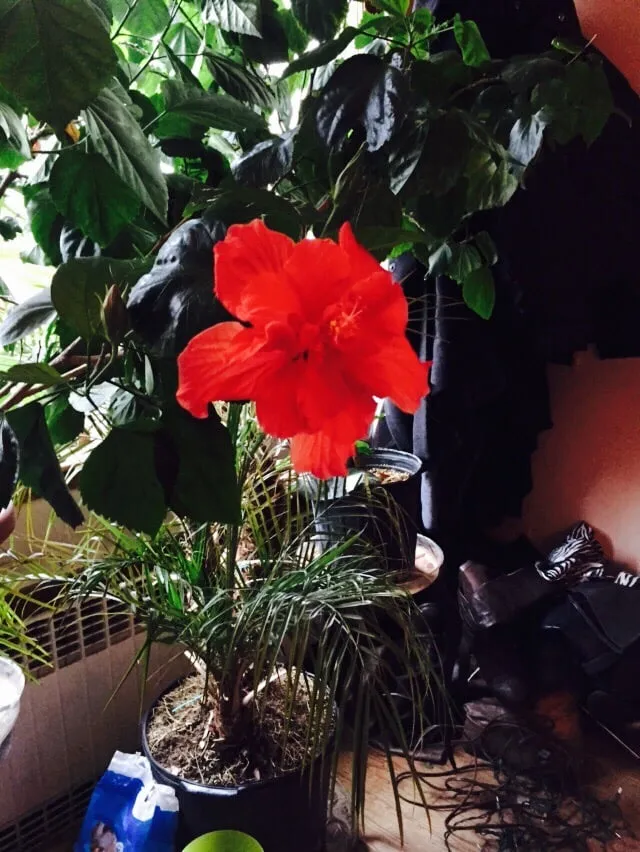 Affordable yard maintenance for residential properties across Great Neck, NY - Santelli & Son Landscape Design