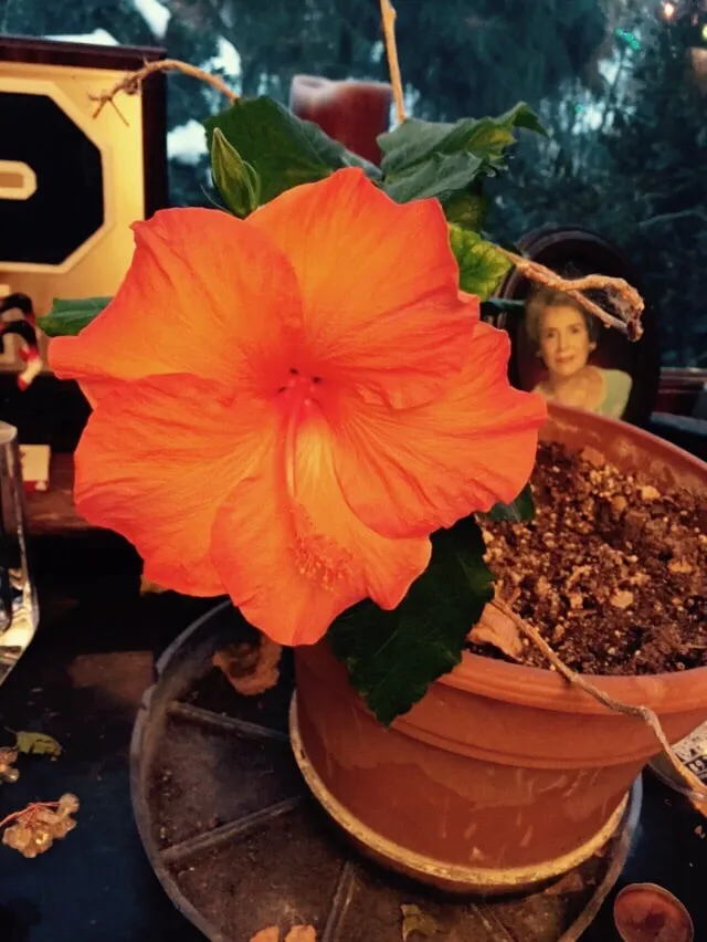 Professional residential landscaping in Great Neck, NY - Santelli & Son Landscape Design