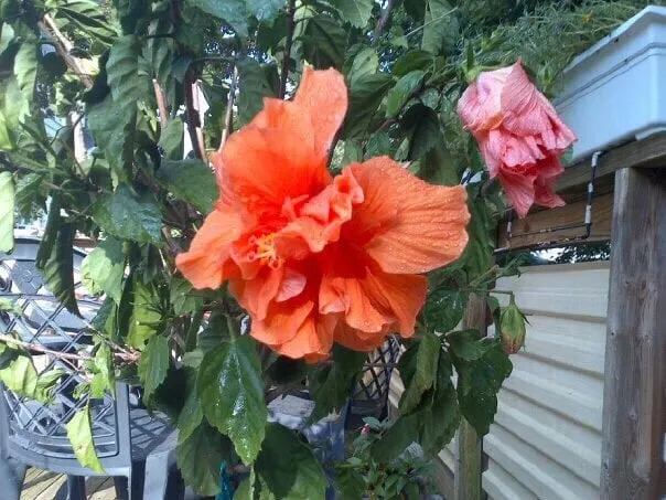 Top-rated yard cleanup service with custom design in Great Neck, NY by Santelli & Son Landscape Design