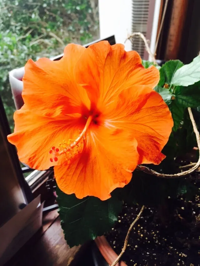 Local landscape design in Great Neck, NY - Santelli & Son Landscape Design