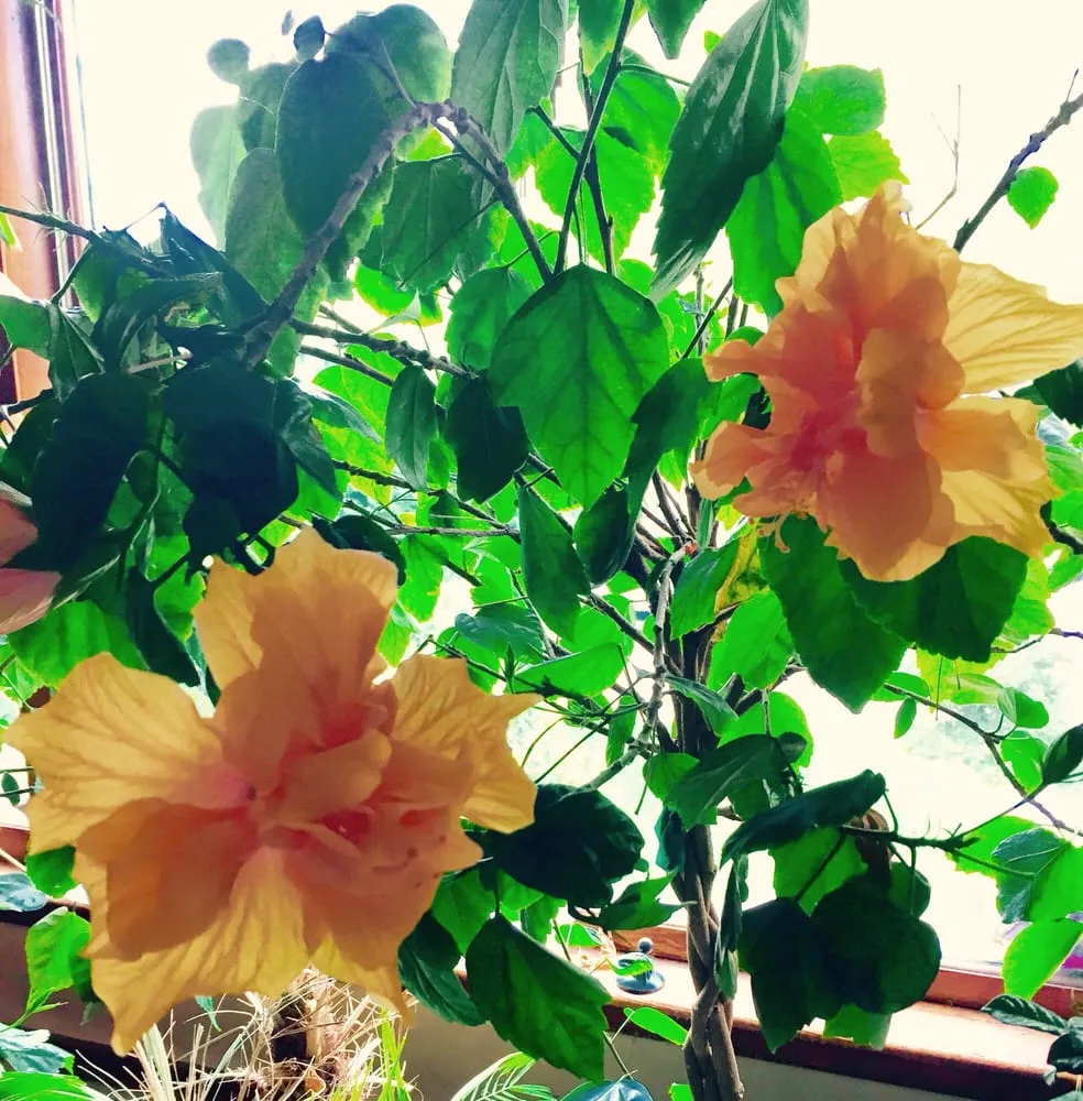 Top-rated yard maintenance near you in Great Neck, NY by Santelli & Son Landscape Design