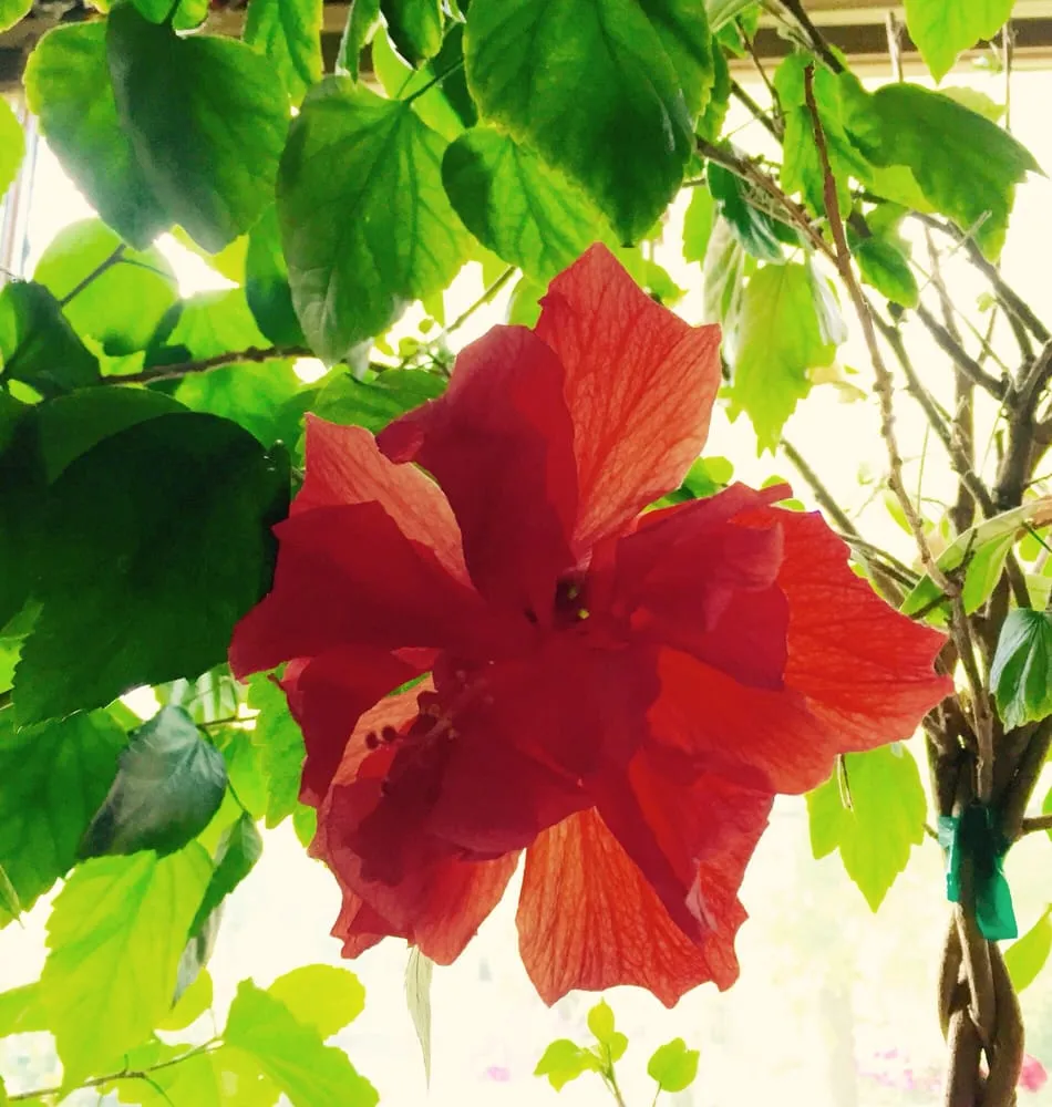 Local yard cleanup service in Great Neck, NY by Santelli & Son Landscape Design