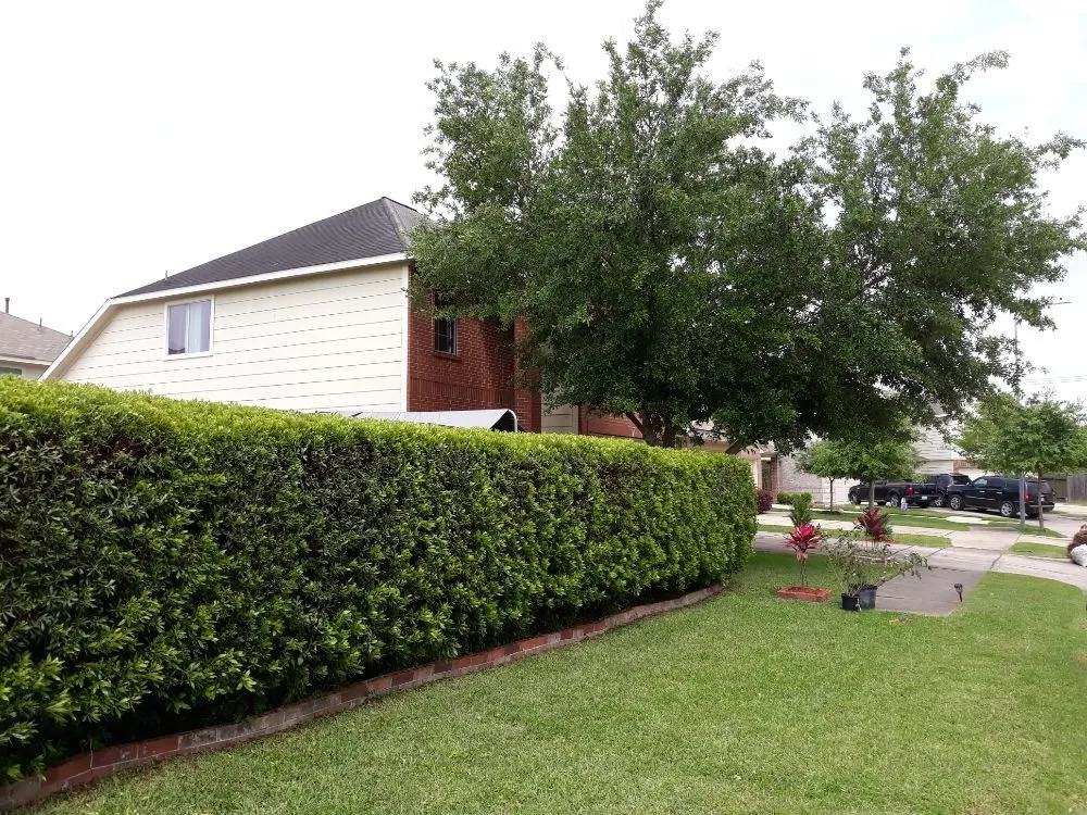 Local landscaping services near you in Houston, TX by Santiago and Son's Lawn Care