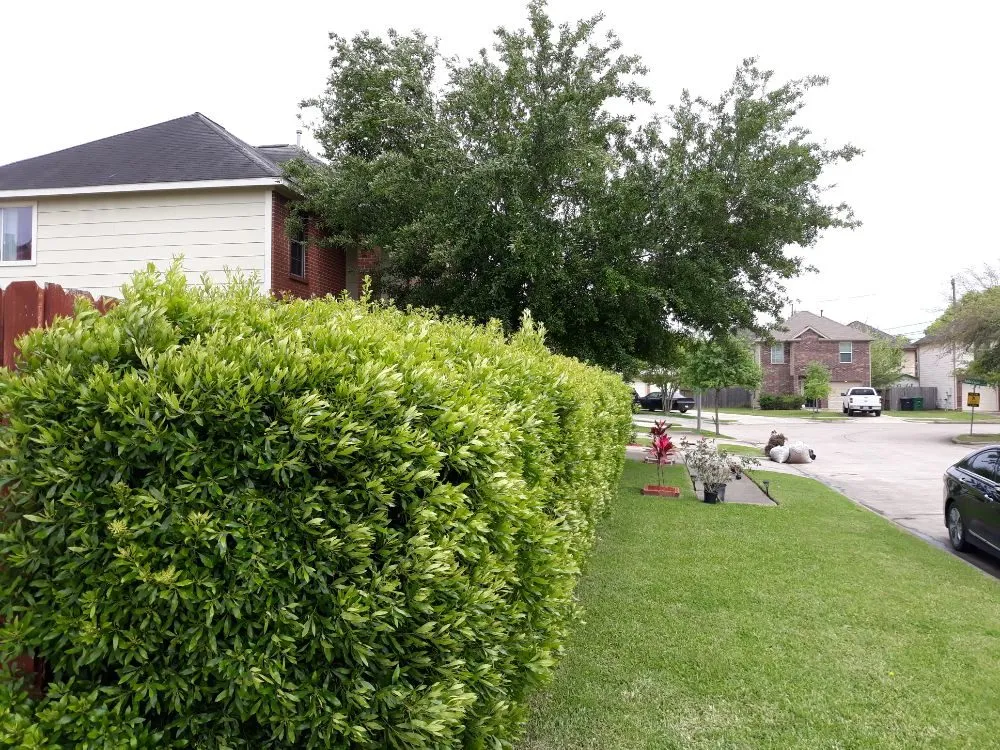 Trusted landscape installation near you across Houston, TX - Santiago and Son's Lawn Care