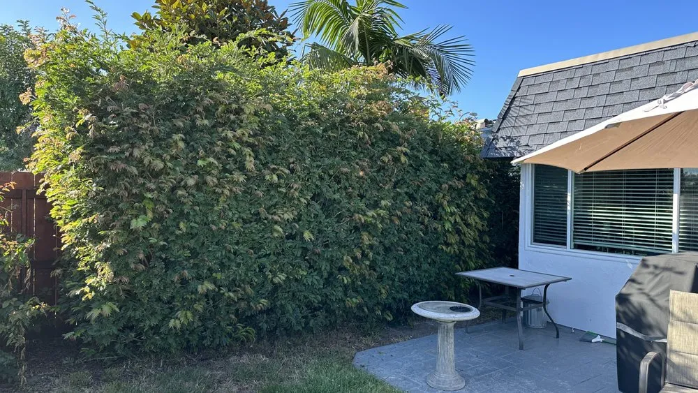 Local lawn care service in Escondido, CA by Santiago Landscape