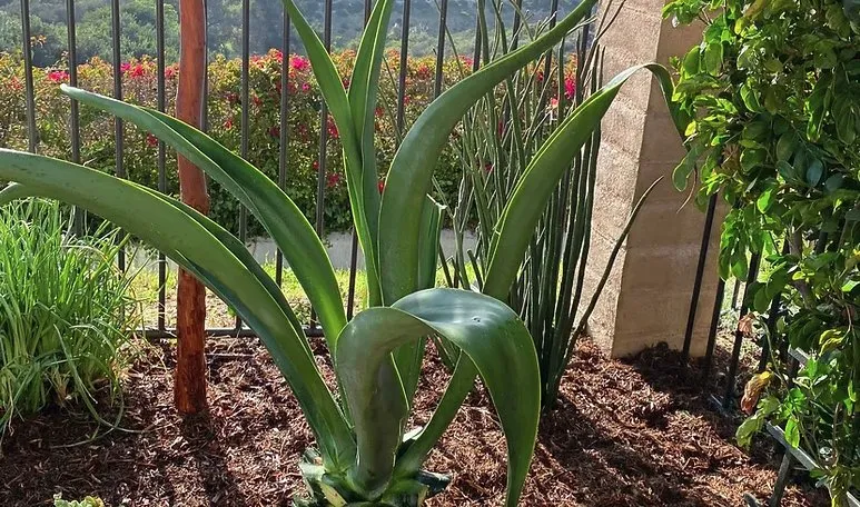 Trusted landscape design in Vista, CA by Santiago Landscapes