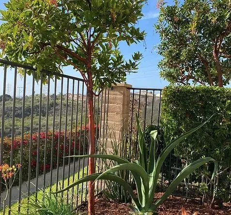 Affordable yard cleanup service in Vista, CA by Santiago Landscapes