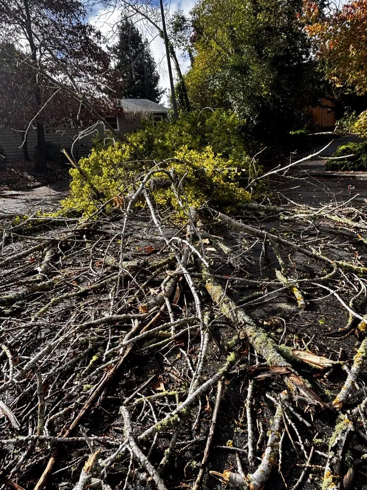 Local lawn care service for outdoor upgrades in Salinas, CA by Santiago Landscaping
