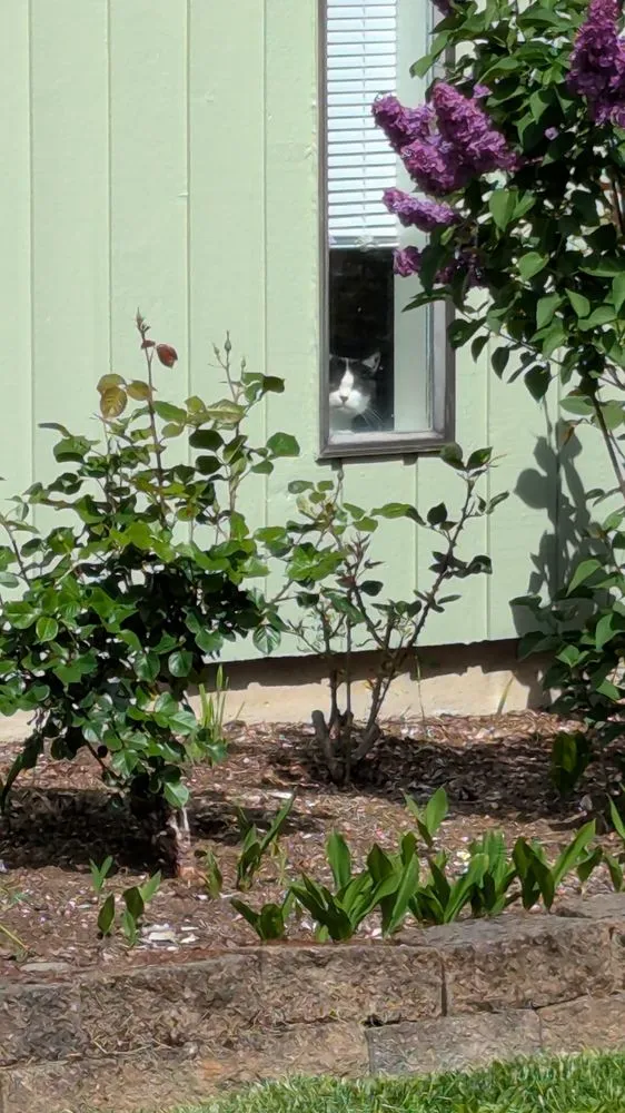 Professional landscape installation in Forest Grove, OR - Santiago Lawn Maintenance