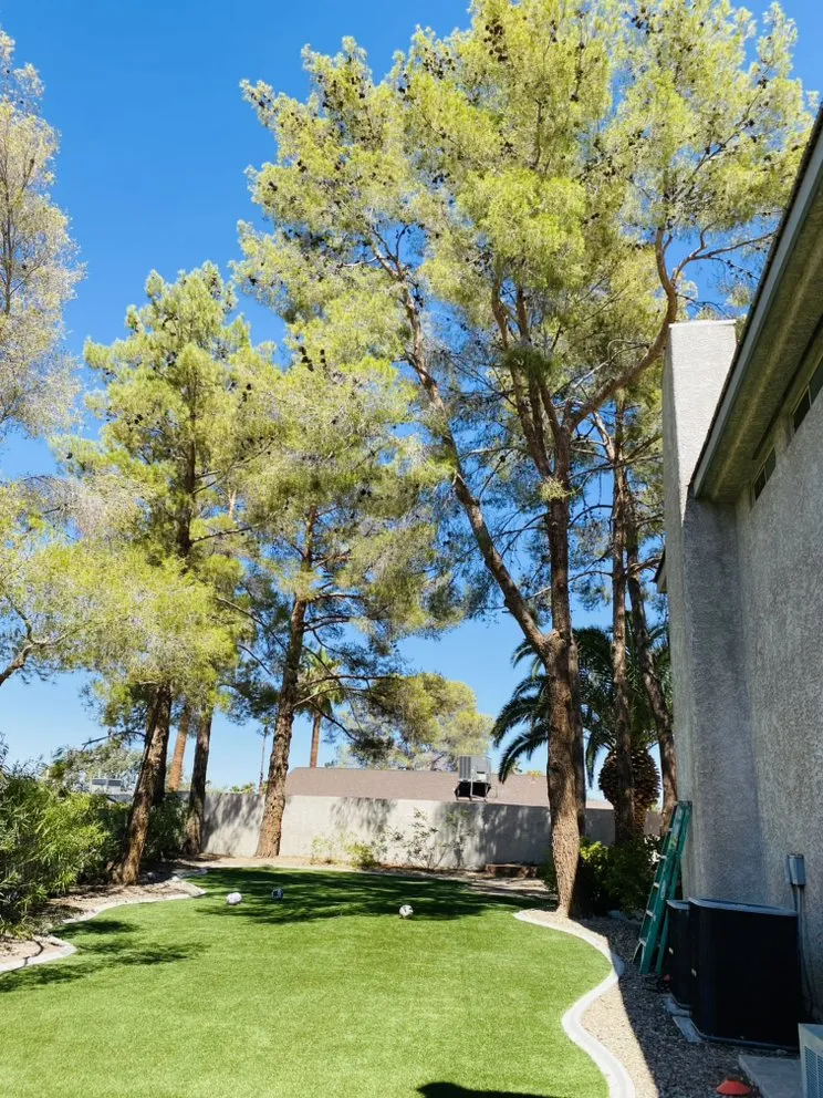 Reliable yard cleanup service experts serving Las Vegas, NV - Santiago Tree Services