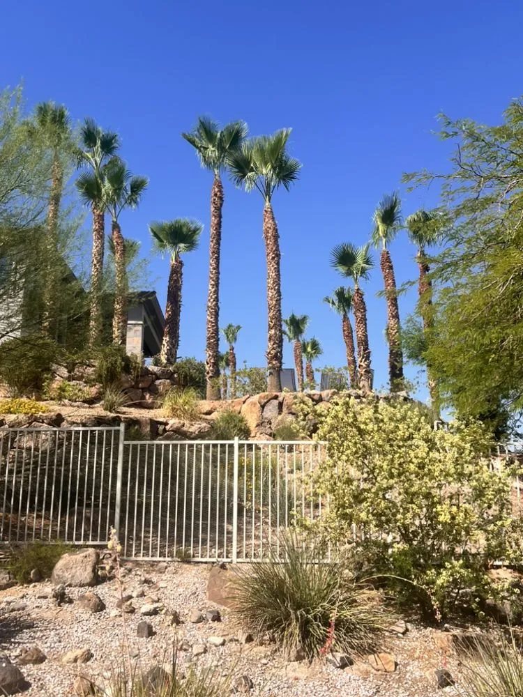 Expert yard cleanup service near you across Las Vegas, NV - Santiago Tree Services