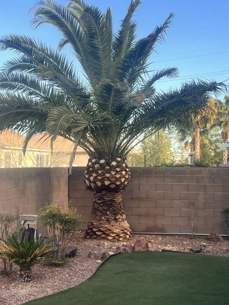 Custom garden landscaping in Las Vegas, NV - Santiago Tree Services