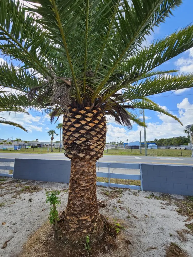 Top-rated landscape installation in Melbourne, FL by Santiago Trimming