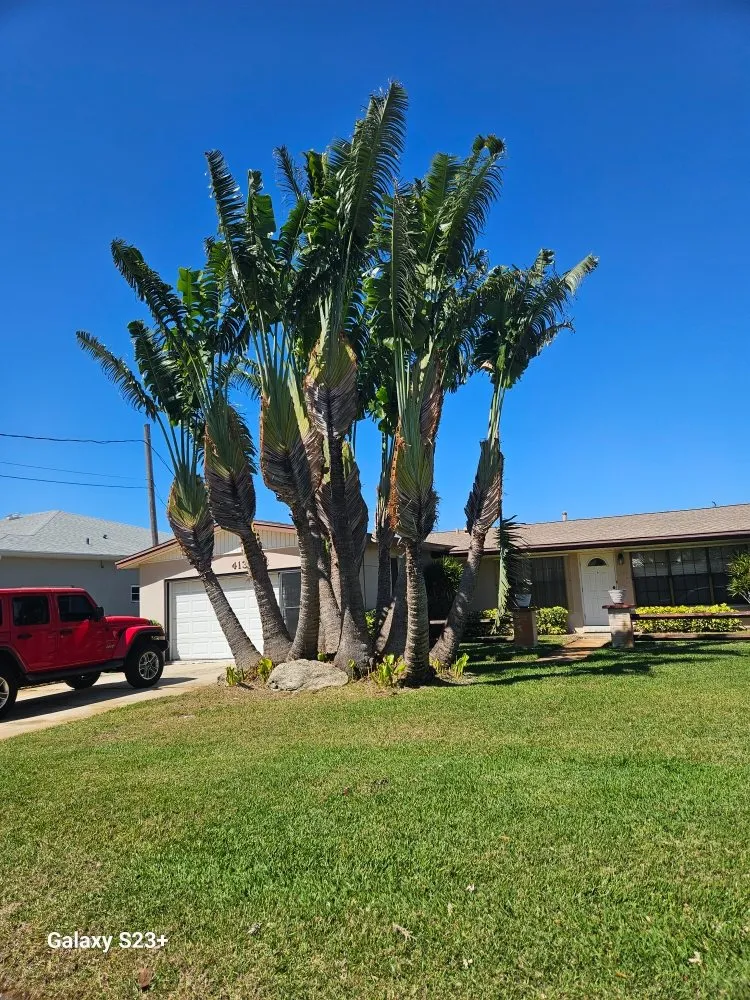 Custom lawn care service for residential properties in Melbourne, FL by Santiago Trimming